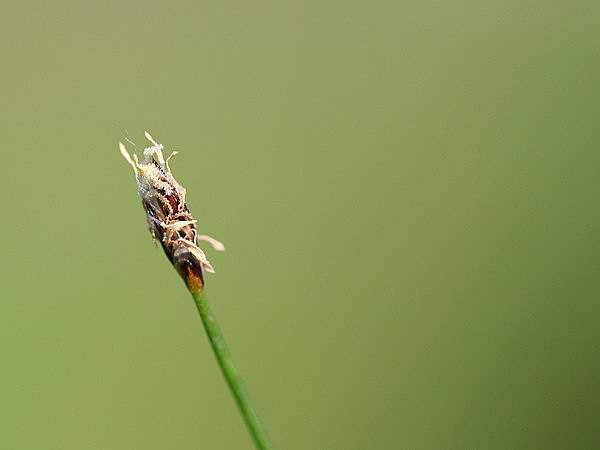 Eleocharis acicularis