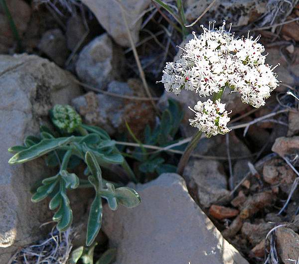 Lomatium nevadense