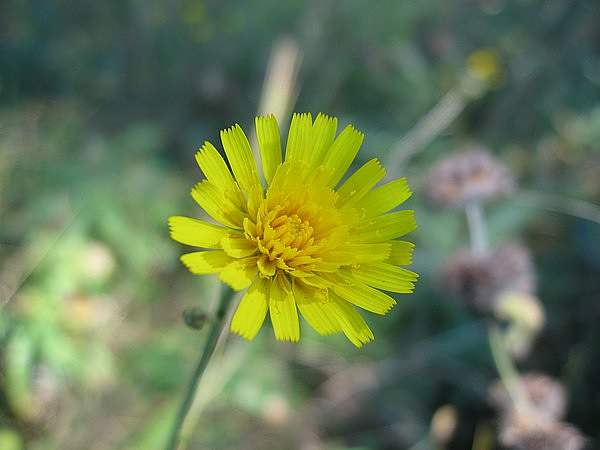 Hieracium sabaudum