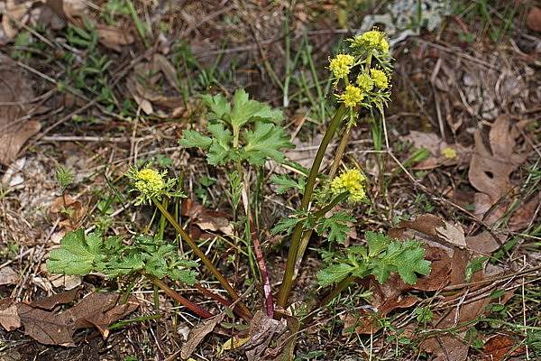 Sanicula graveolens