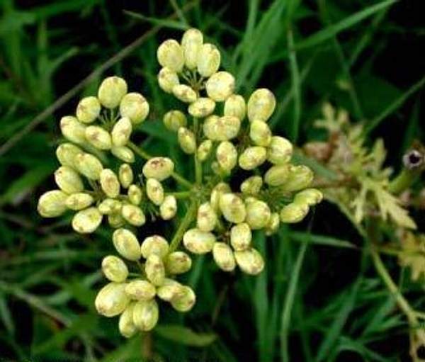 Polytaenia nuttallii