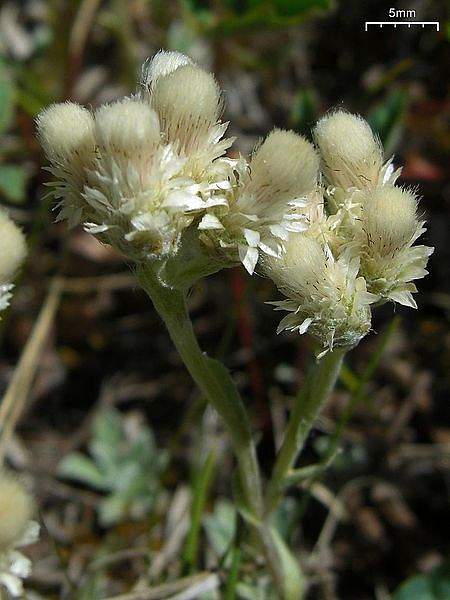 Antennaria parvifolia