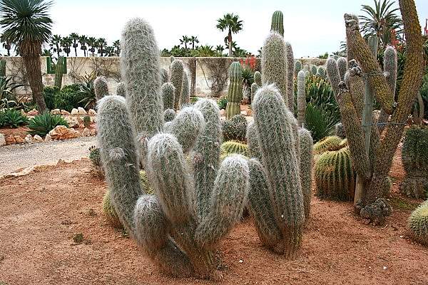 Oreocereus trollii
