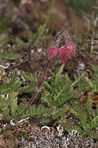 Geum triflorum