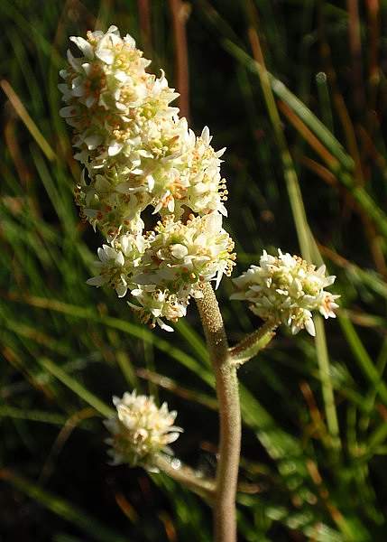 Micranthes oregana