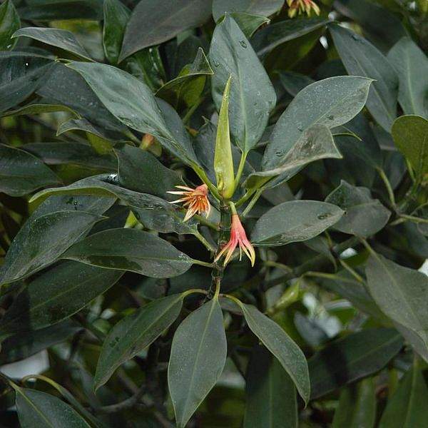 Bruguiera gymnorhiza