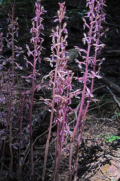 Corallorhiza mertensiana