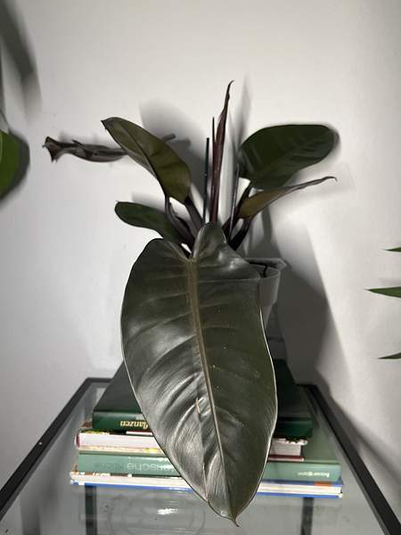 Philodendron erubescens