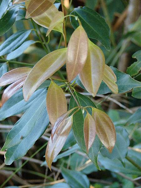 Cinnamomum burmanni