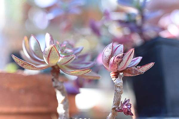 Echeveria nodulosa