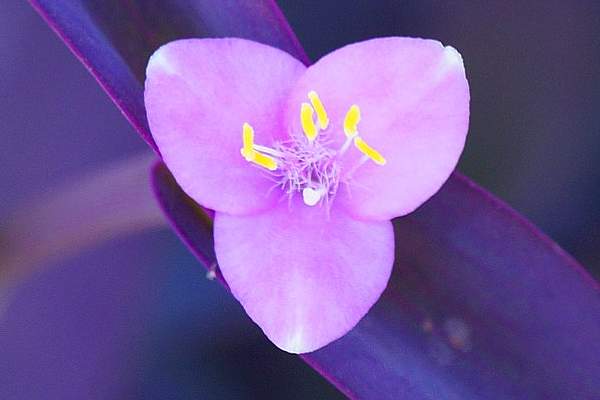 Tradescantia pallida