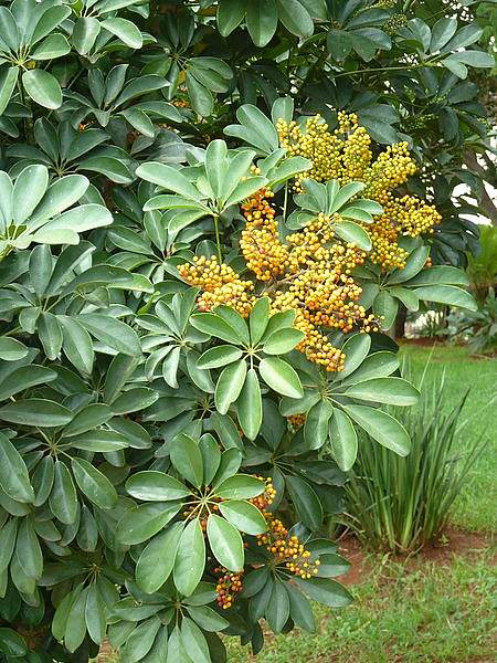 Schefflera arboricola