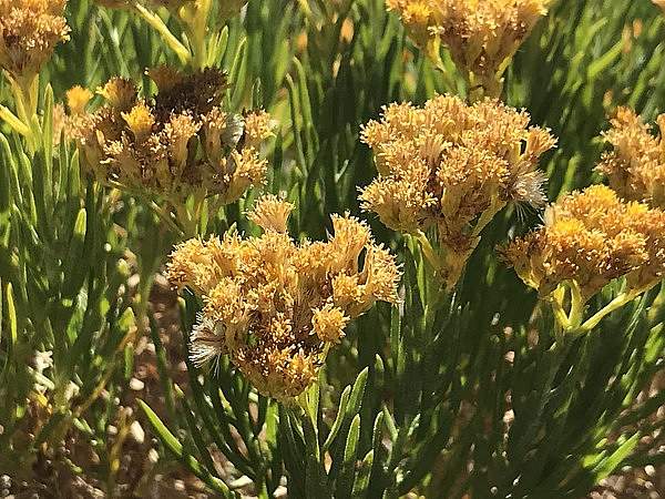 Ericameria parishii
