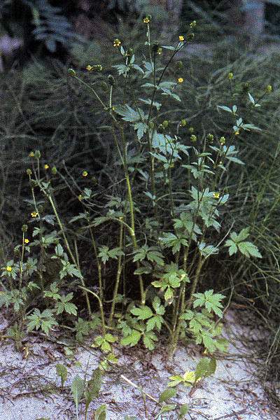 Ranunculus pensylvanicus