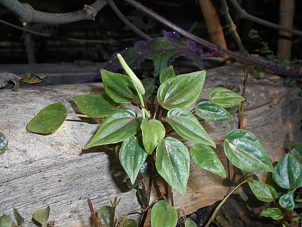 Peperomia marmorata