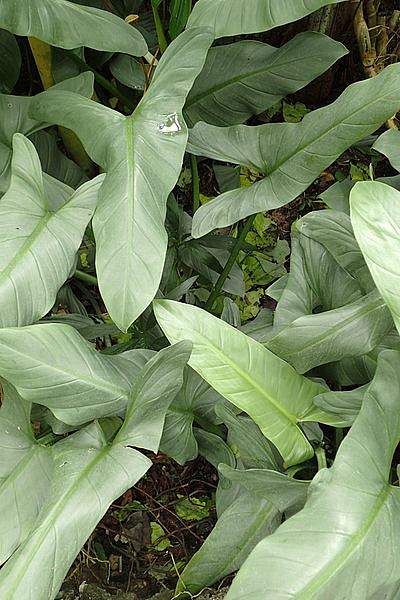 Philodendron hastatum