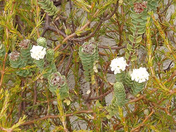 Pimelea villosa