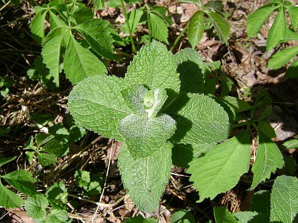 Mentha suaveolens