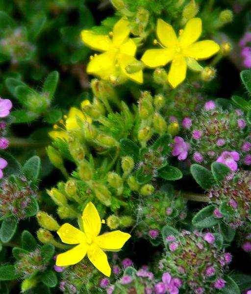 Hudsonia ericoides