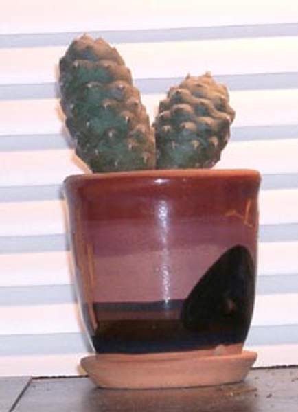 Tephrocactus articulatus
