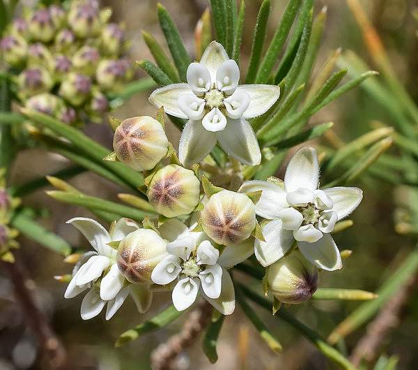 Asclepias linaria