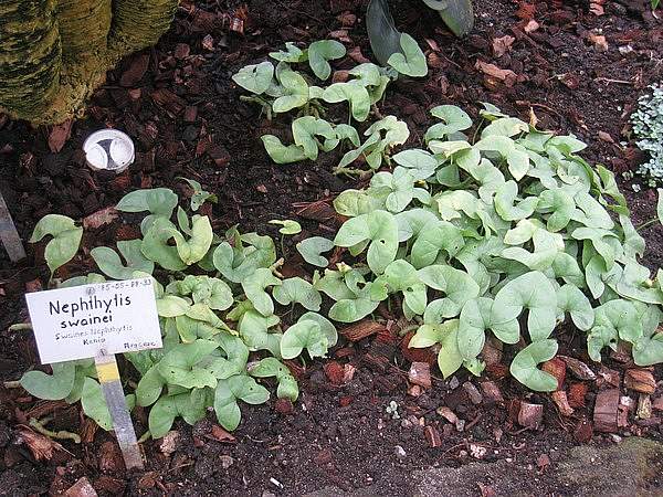 Nephthytis