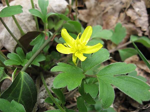 Ranunculus fascicularis