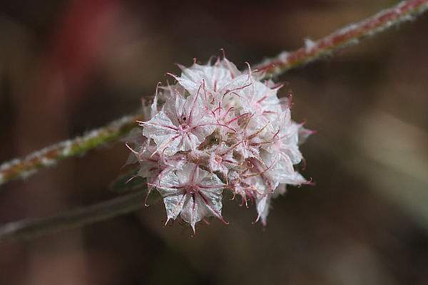Chorizanthe membranacea