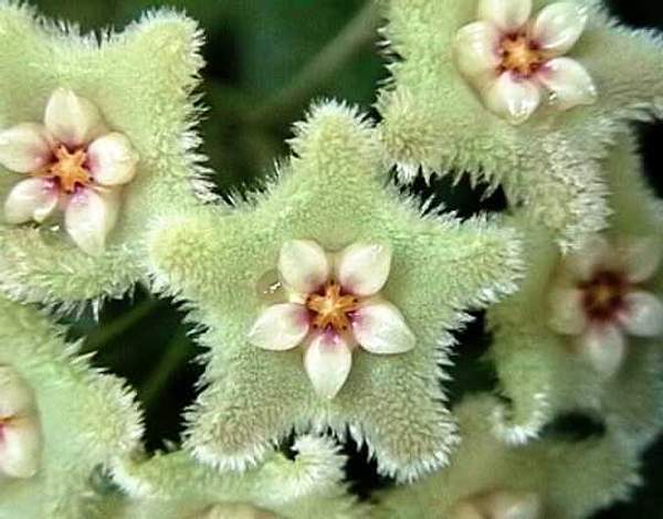 Hoya serpens