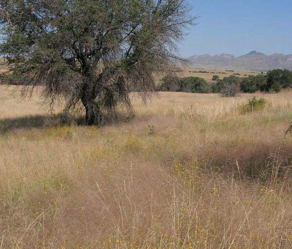 Eragrostis intermedia