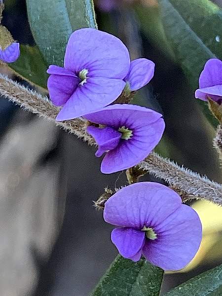 Hovea acutifolia