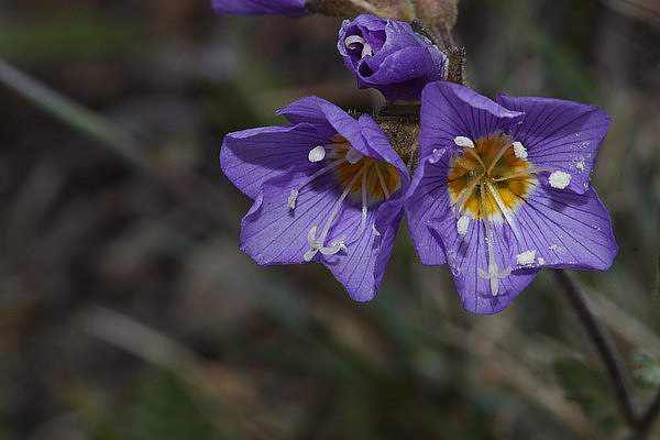 Polemonium pulcherrimum