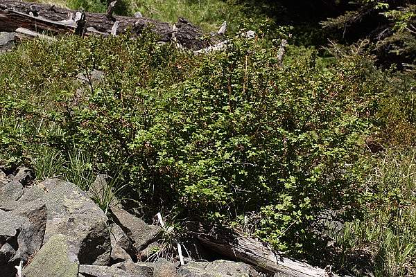 Ribes lacustre