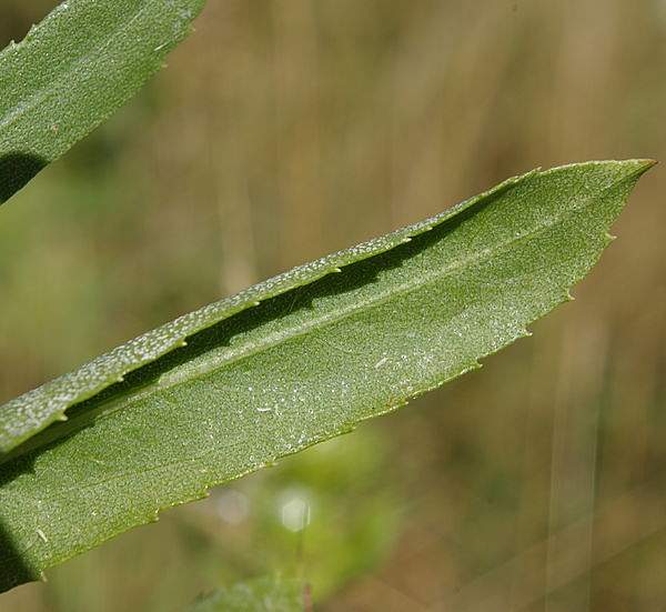 Grindelia integrifolia