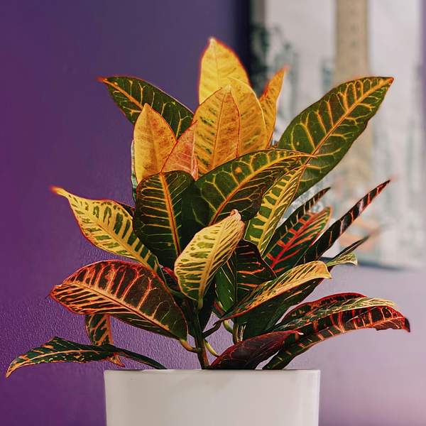 Codiaeum