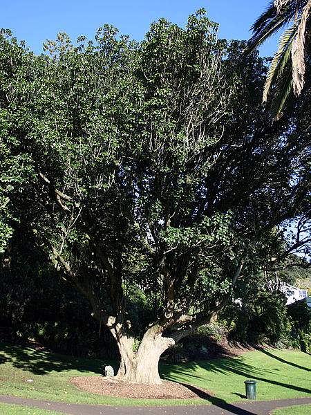 Vitex lucens