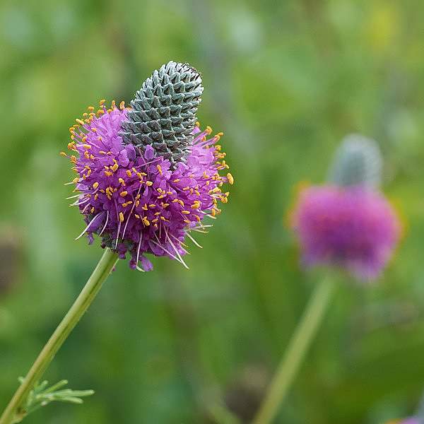 Dalea purpurea