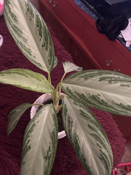 Aglaonema commutatum
