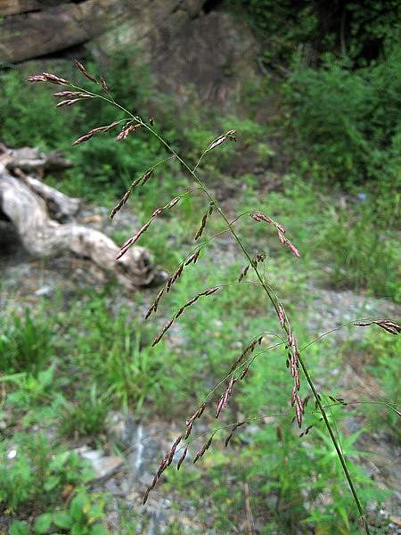 Tridens flavus