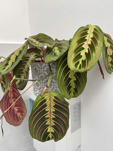 Maranta leuconeura