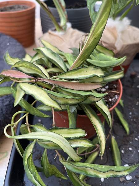 Hoya wayetii