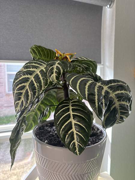 Aphelandra squarrosa