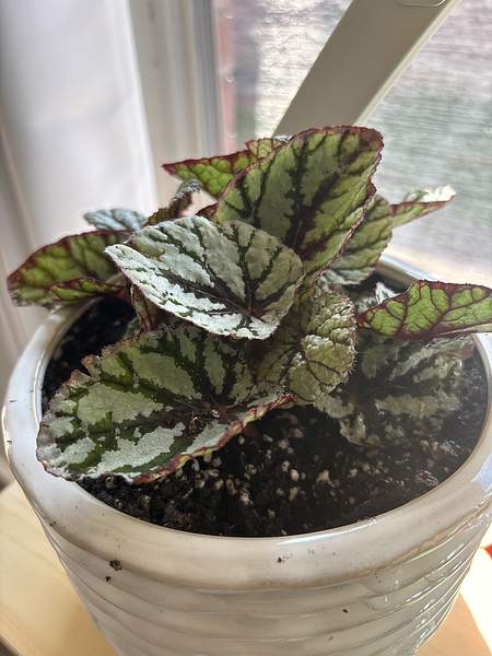 Begonia rex