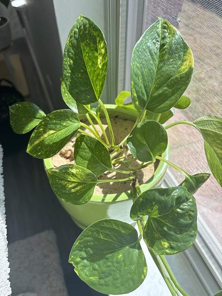 Epipremnum pinnatum