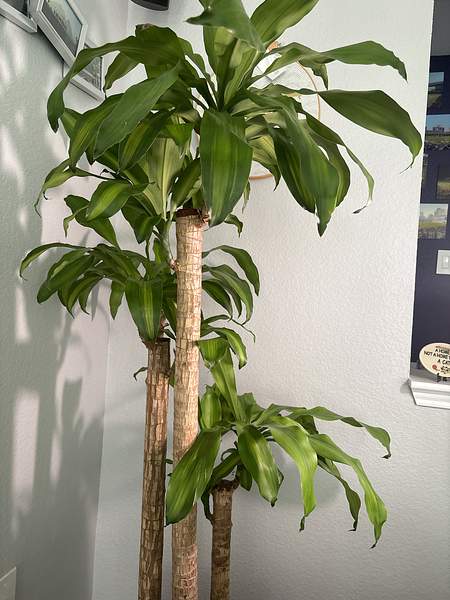 Dracaena fragrans