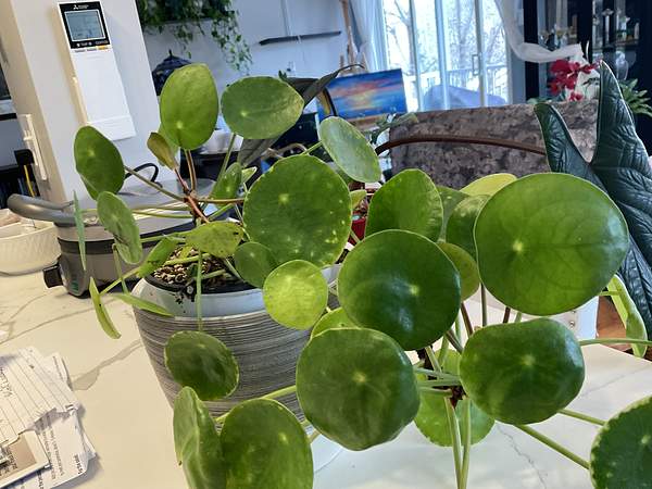 Pilea peperomioides