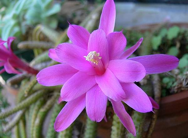 Aporocactus flagelliformis