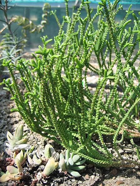 Crassula muscosa