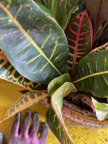 Codiaeum variegatum