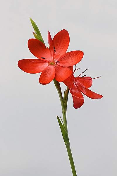 Hesperantha coccinea
